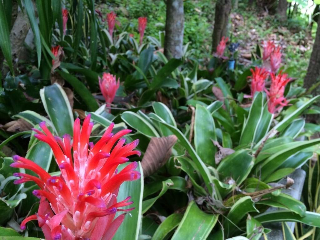 Phu Pha Nam Resort Dan Sai Extérieur photo